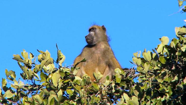 Beautiful News - Baboon in tree 