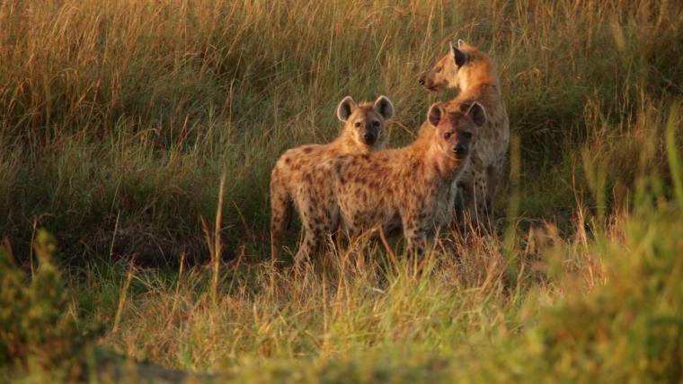 hyenas