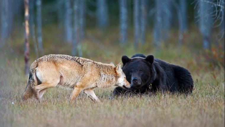 Beautiful News-Wolf and bear friendship.