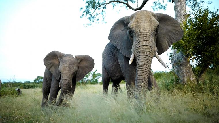 beautiful news african elephants