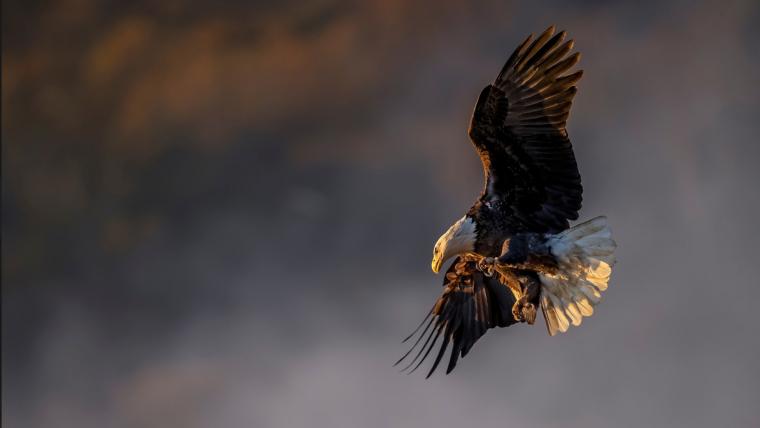 beautiful news bald eagle