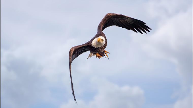 beautiful news bald eagles