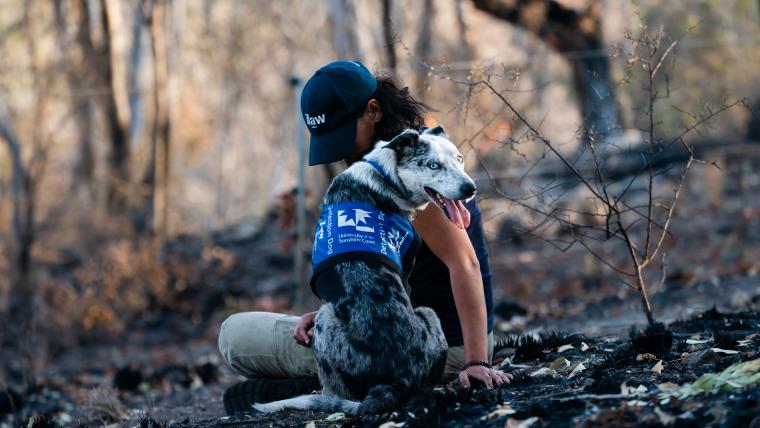 beautiful news the koala dog