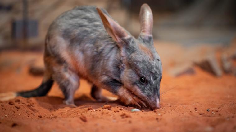 Tiny mouth with large ears.