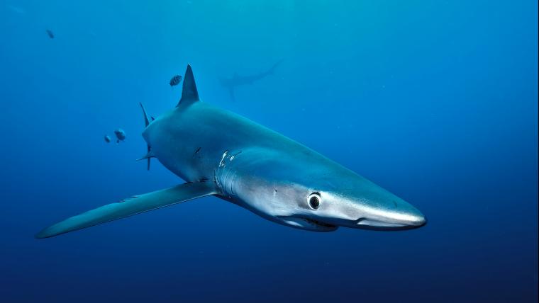 beautiful news blue shark