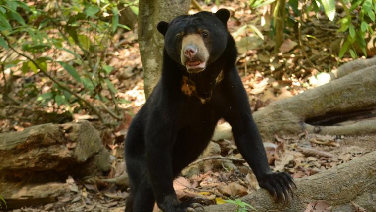 Beautiful News Sun Bear Borneo Malaysia 