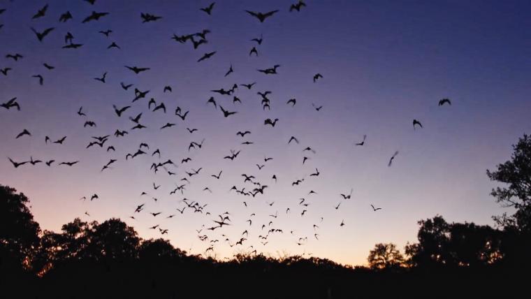 beautiful news bats