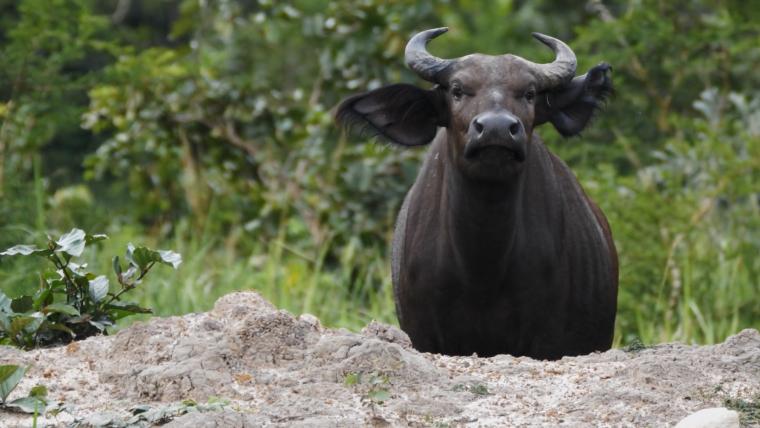 beautiful news buffalos