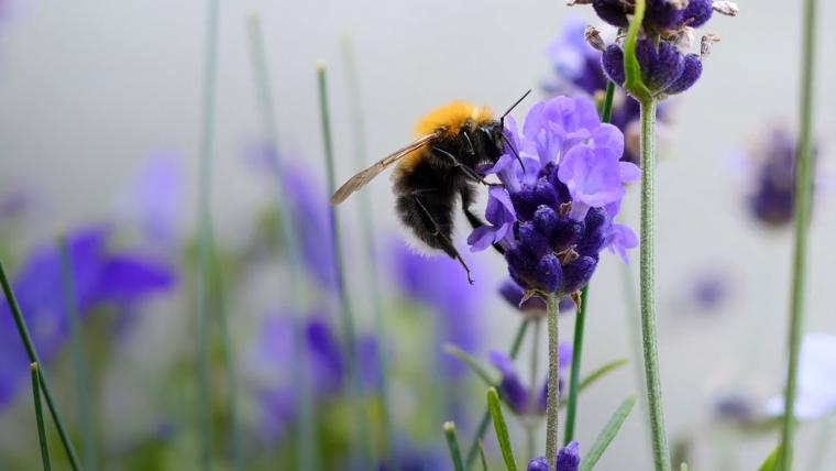 beautiful news bumblebees