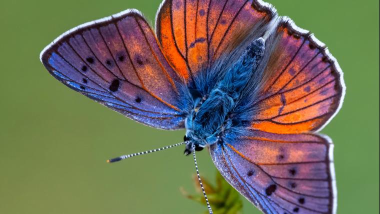 Purple Butterfly