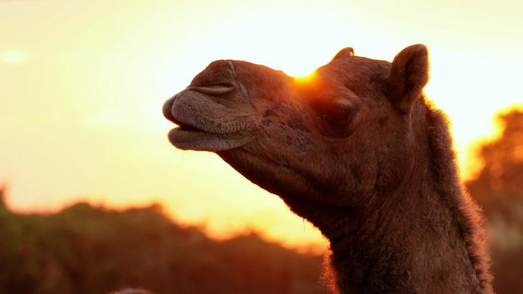 beautiful news camels