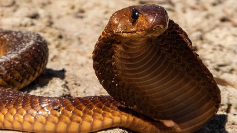 cape cobra snake beautiful news