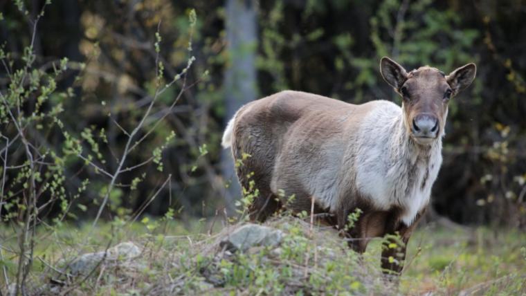 Beautiful News- Caribou.