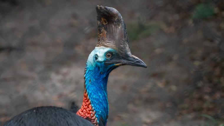 beautiful news cassowary