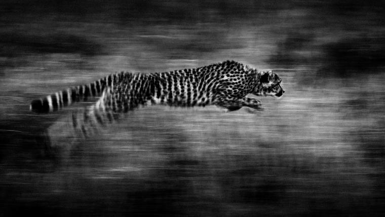 Cheetahs.