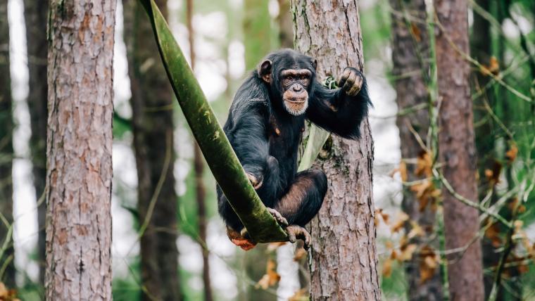 beautiful news chimps