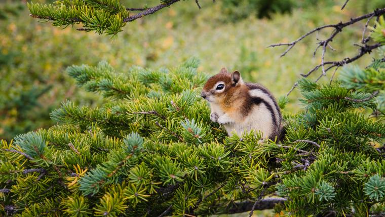 Beautiful News - A content chipmunk sits on the branch of a tree