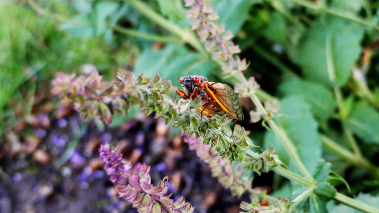 Beautiful News-Cicada perched on a leaf