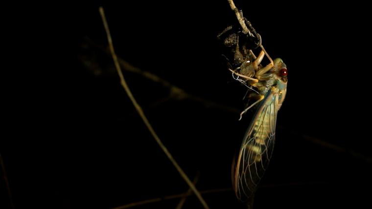 Beautiful News-Insect seen at night
