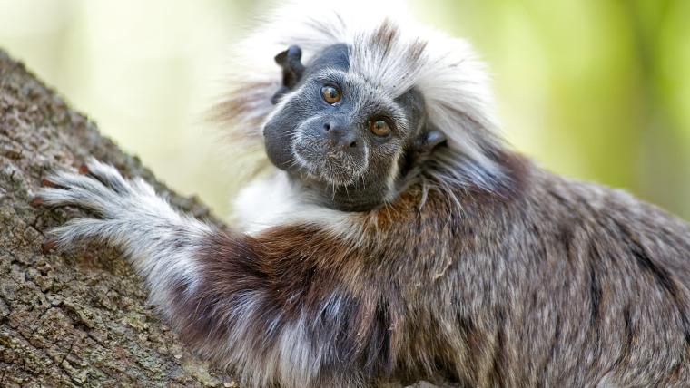 cotton-top tamarins in Colombia.