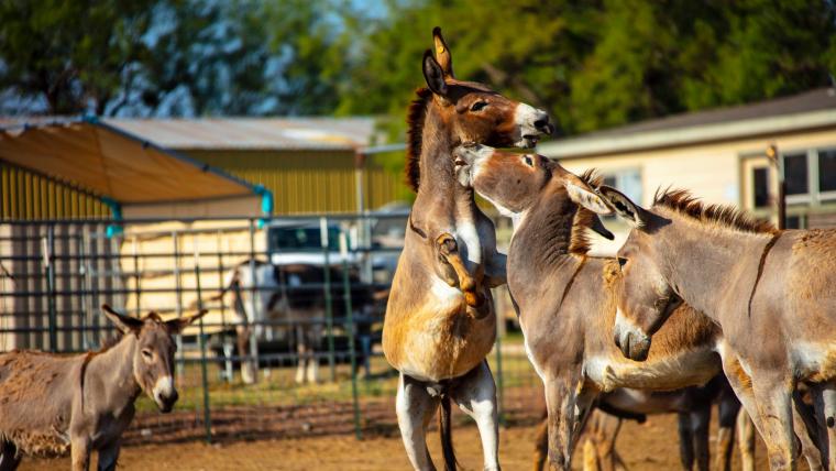 beautiful news donkey