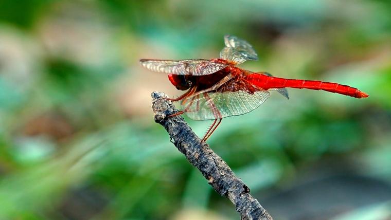 Beautiful News- Dragonfly perched on a branch