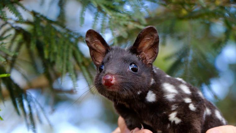 beautiful news quolls