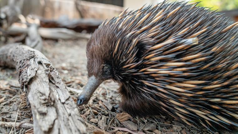 Echidnas.