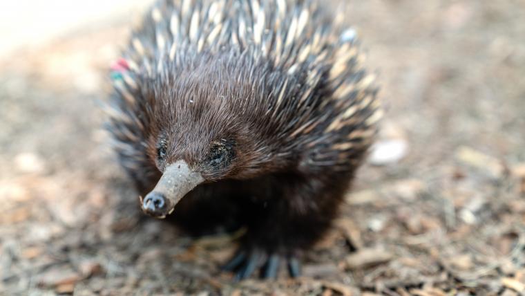 Echidnas.