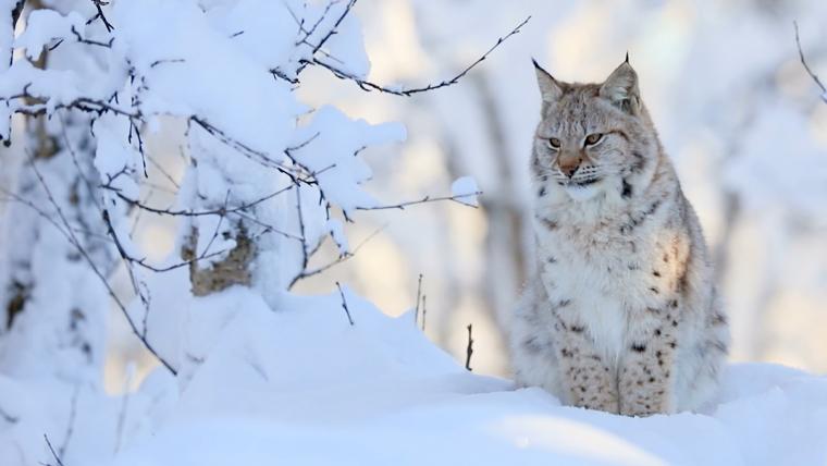 Lynx in the snow.