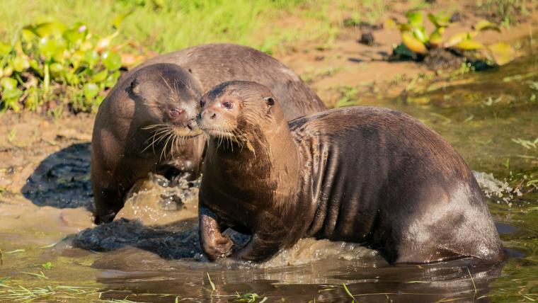 beautiful news giant otters