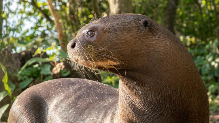 beautiful news giant otter