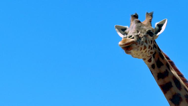 Tracking the highs and and lows of the world's tallest mammal | Beautiful  News