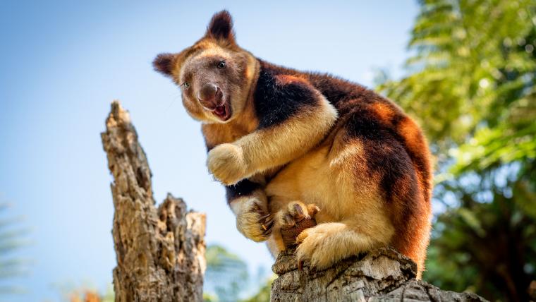 a Tree Kangaroo. 