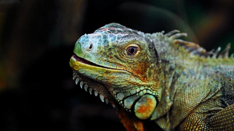 Beautiful News-Iguana close-up 