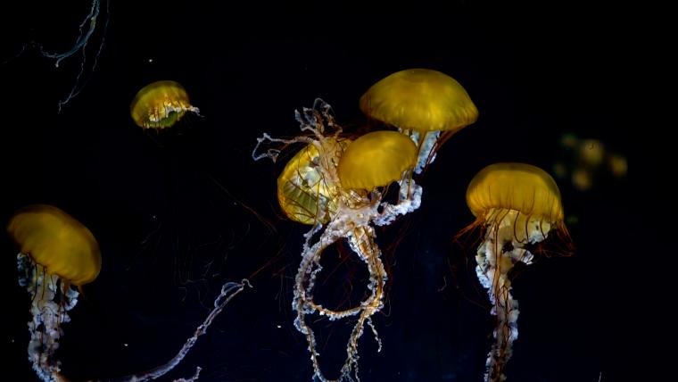 Beautiful News-Yellow jellyfish in dark waters