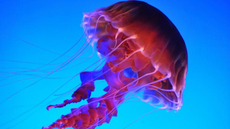 Beautiful News-Jellyfish in the ocean