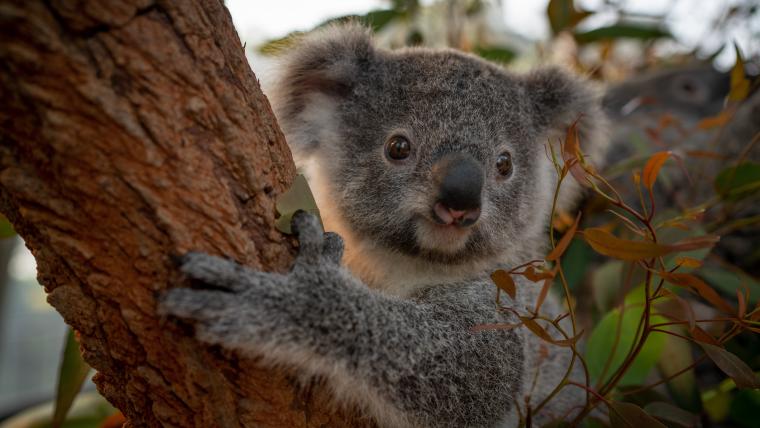 Koala bear Koalabear Australia nature in tree natural world beautiful news