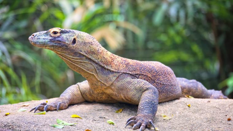 Beautiful News - A Komodo Dragon from Indonesia