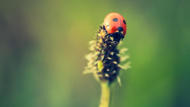 Beautiful News - Lady Bug on a plant.