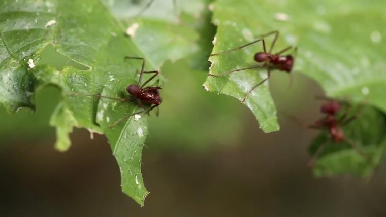 ants on a leaves. 