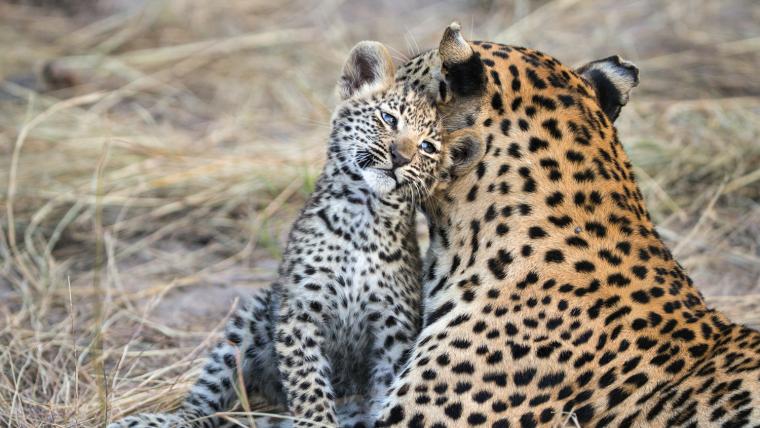 beautiful news leopardess