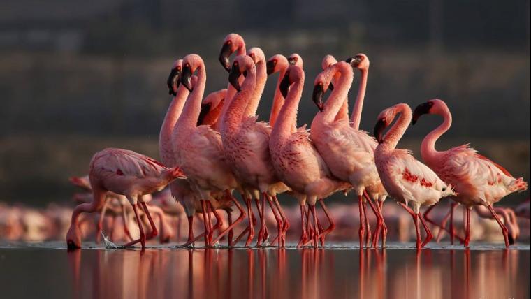 beautiful news lesser flamingos