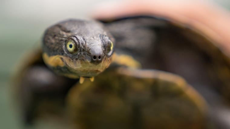 Turtle.