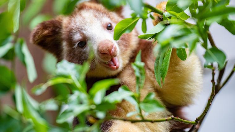 These kangaroos live in the clouds. Meet the ghostly species of Papua New Guinea.