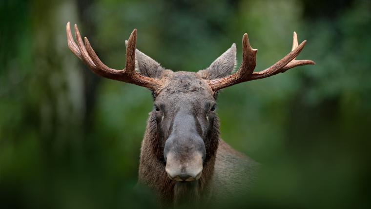 Beautiful News-Headshot of a moose