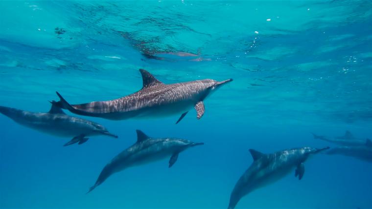 Beautiful News-Dolphins swimming in the ocean