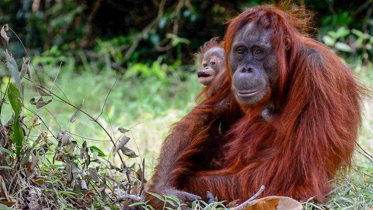 beautiful news orangutan