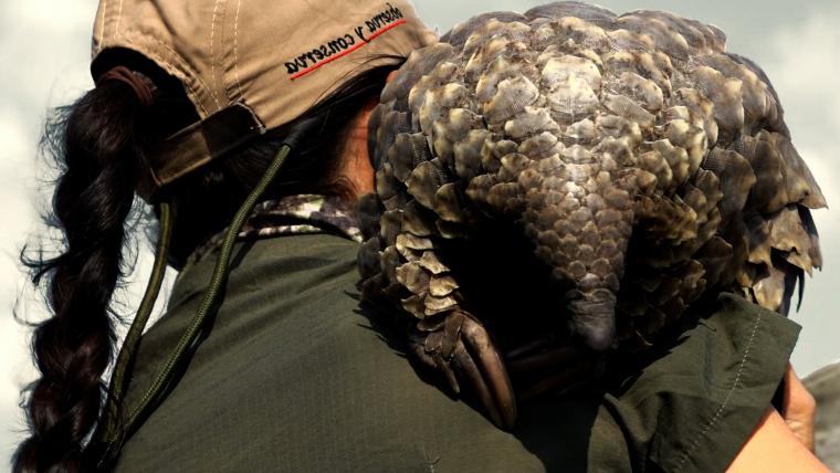 Beautiful News-Woman holding a pangolin.