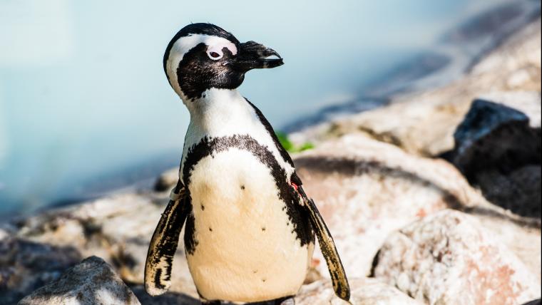 Beautiful News penguins